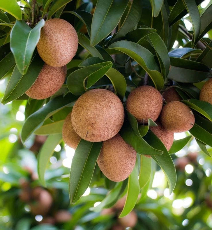 Chikito Dwarf Sapodilla Seeds (Manilkara zapota) – 35+ Premium Chikoo Seeds