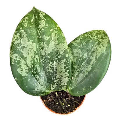 Rare Hoya Diversifolia 'Splash' Live Plant - Premium Silver Splash Wax Plant