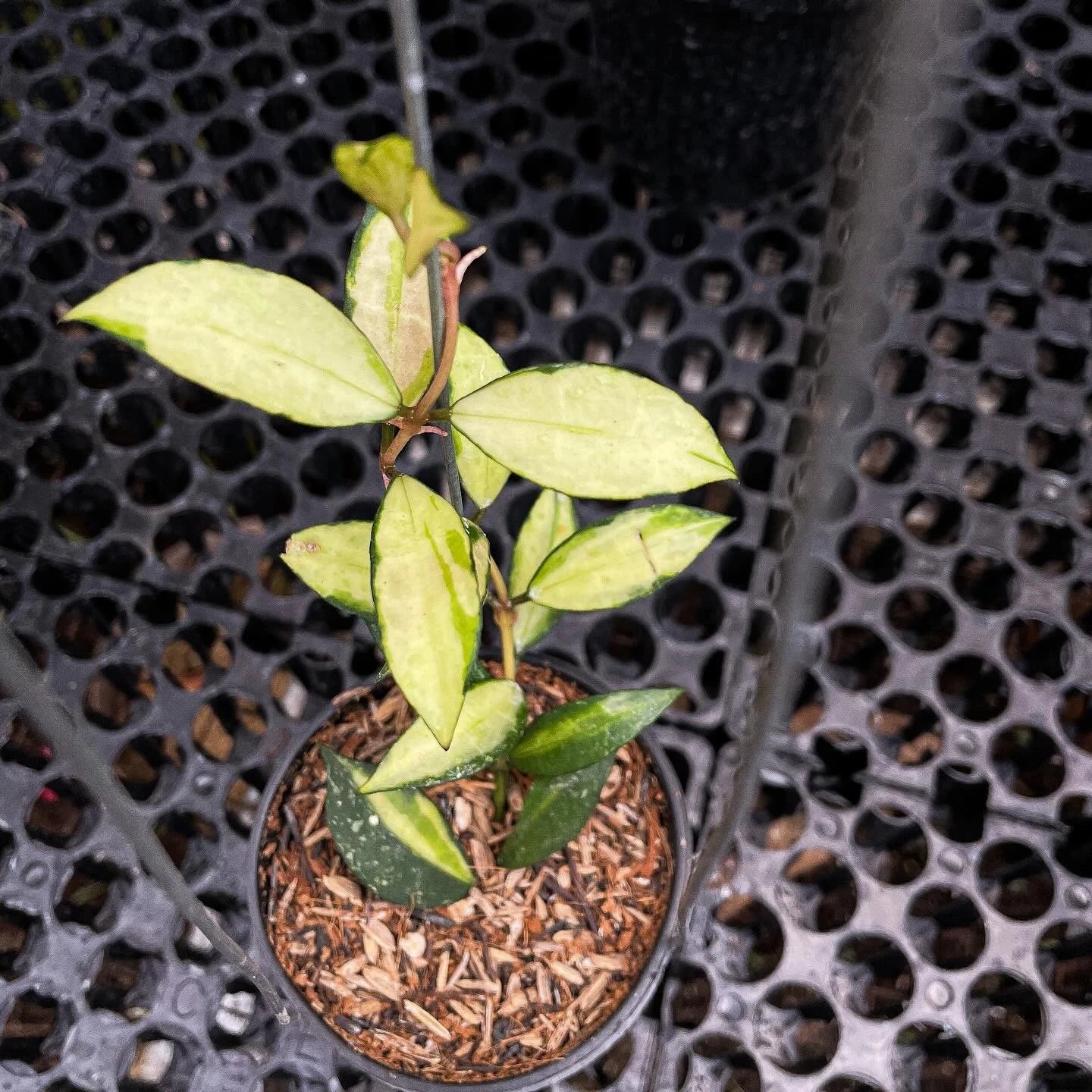 Hoya Lacunosa Souma Seeds (Hoya lacunosa var. Souma) – Premium Certified Rare Variegated Tropical Indoor Wax Plant Climbing Vine Seeds for Planting