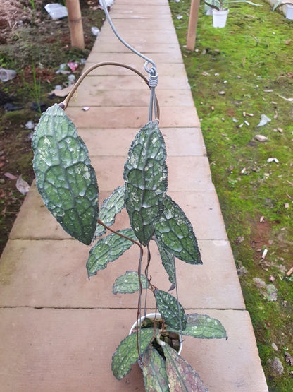 Hoya clemensiorum 'Dragon Scale' – Rare Tropical Wax Plant