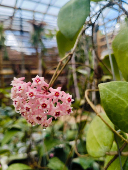 Rare Hoya Dolicosparte Live Plant - Elegant Tropical Wax Plant