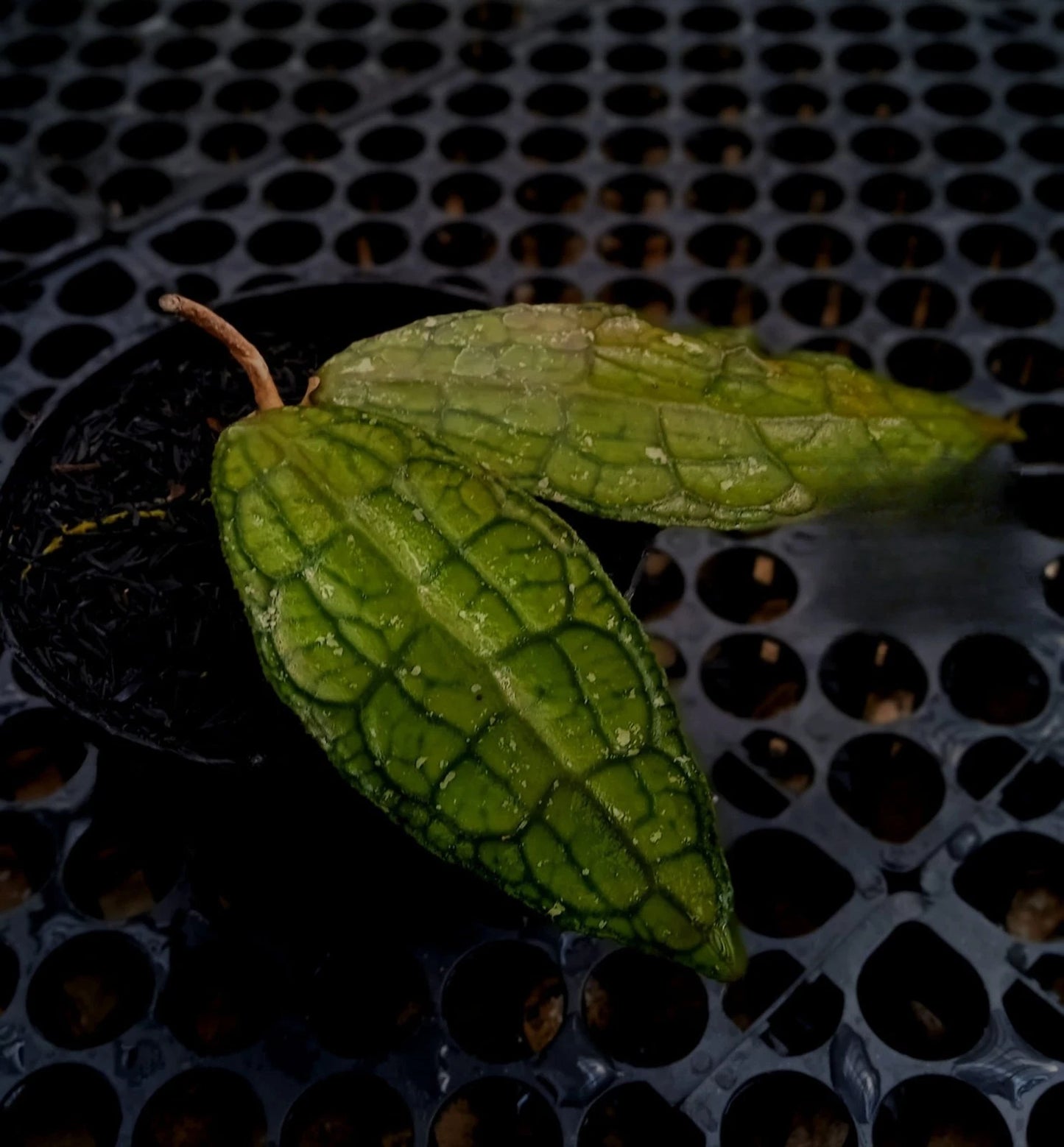 Hoya clemensiorum 'Crocodile' (Narrow Leaf) – Rare Tropical Wax Plant