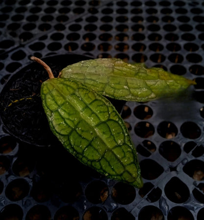 Hoya clemensiorum 'Crocodile' (Narrow Leaf) – Rare Tropical Wax Plant