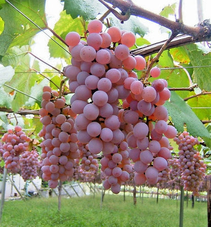 Koshu Pink Grape (Vitis vinifera) – 100+ Premium Seeds