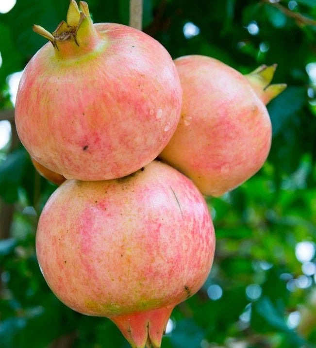 Salavatski Pomegranate Seeds (Punica granatum 'Salavatski') – Premium Fresh Cold-Hardy Russian Sweet Salavatski Pomegranate Seeds for Planting