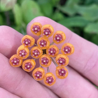 Hoya Endauensis Rare Wax Plant | Tropical Indoor Outdoor Hoya | Exotic Collector Houseplant
