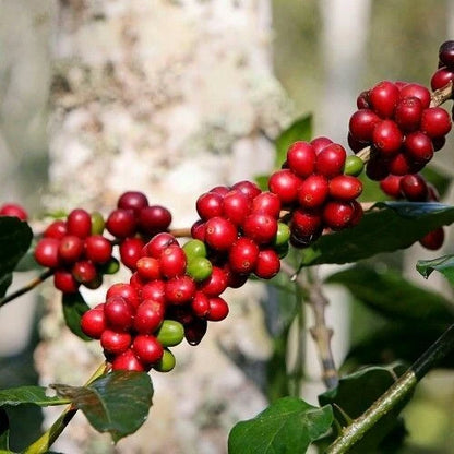 Jimma Coffee (Coffea sp.) – 120+ Premium Seeds