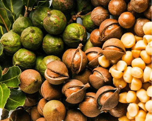 Macadamia Nut (Macadamia integrifolia var. Macadamia) – 20+ Premium Seeds
