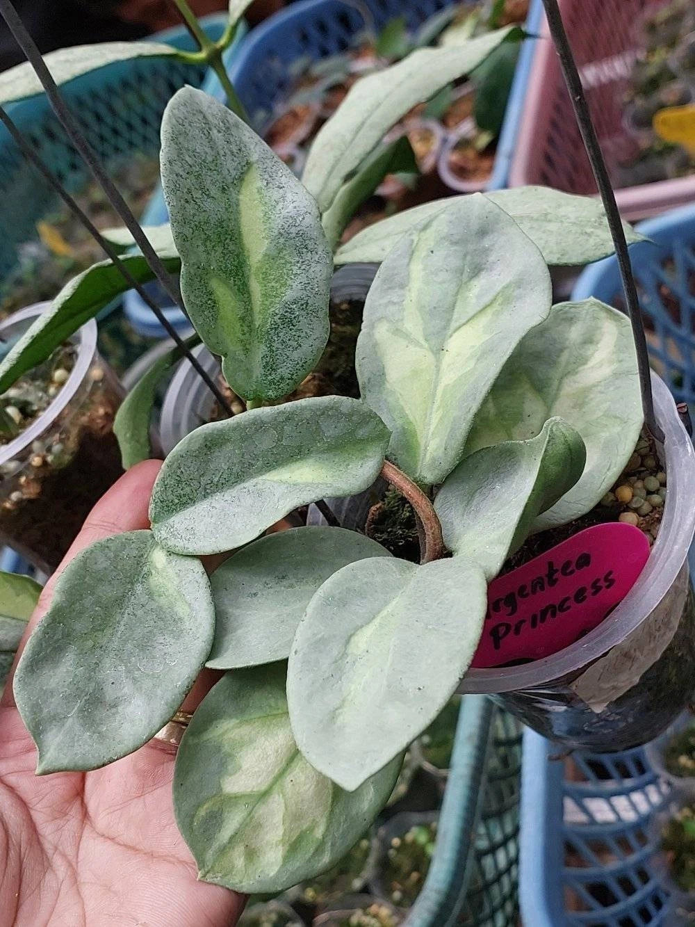 Stunning Hoya Argentea Princess – Rare Tropical Indoor & Outdoor Wax Plant