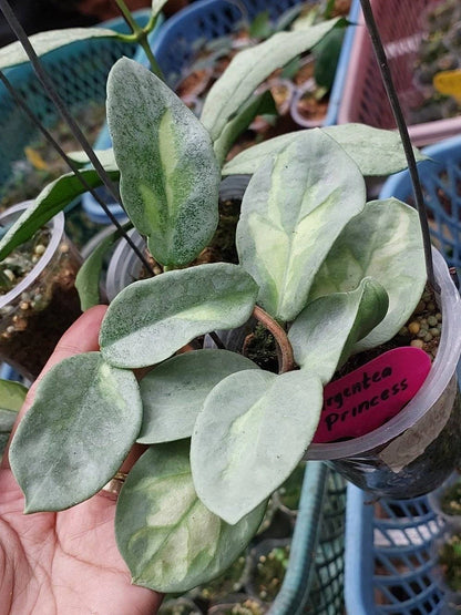 Stunning Hoya Argentea Princess – Rare Tropical Indoor & Outdoor Wax Plant