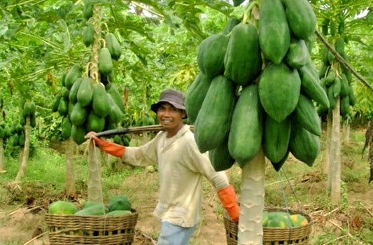 150+ Big Bangkok Papaya Seeds | Giant Papaya | Carica papaya | Fast Growing Tropical Fruit Seeds