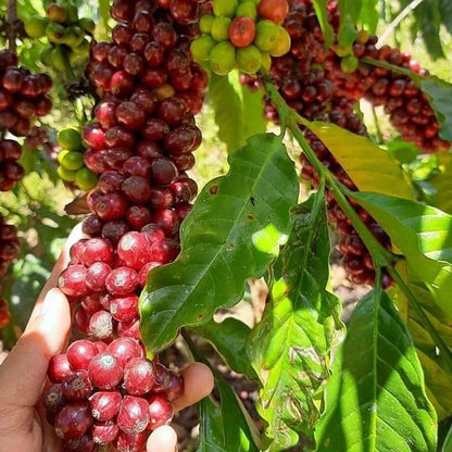 Sarchimor T-5296 Coffee Seeds (Coffea arabica x canephora / 120+ Disease-Resistant Hybrid Coffee Bean Seeds) – Premium Exotic Botanical Specimen Plant Seeds for Planting