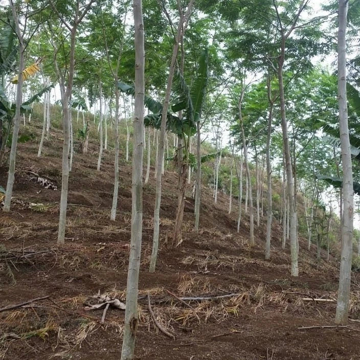 Premium Guanacaste Tree Seeds (Enterolobium cyclocarpum var. Sengon Buto) – Elephant Ear Tree & Fast-Growing Exotic Timber Seeds for Planting (100+ Pcs)