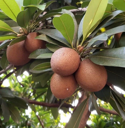 CO-1 Sapodilla Seeds (Manilkara zapota) – 35+ Premium High-Yield CO-1 Chikoo / Sapota Seeds for Planting