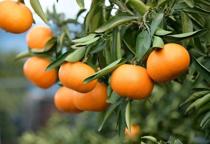 Iyokan Orange Seeds (Citrus iyo) – 100 Premium Japanese Sweet Citrus Seeds