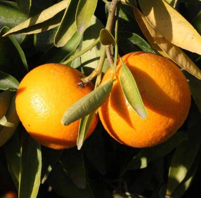 Fairchild Orange Seeds 100 pcs (Citrus reticulata x sinensis) – Premium Certified Sweet Mandarin Tangerine Hybrid Fruit Tree Plant Seeds for Planting