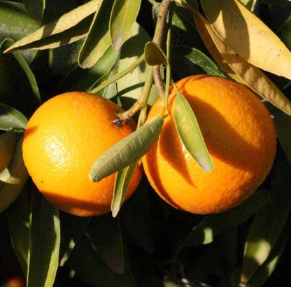 Fairchild Orange Seeds 100 pcs (Citrus reticulata x sinensis) – Premium Certified Sweet Mandarin Tangerine Hybrid Fruit Tree Plant Seeds for Planting