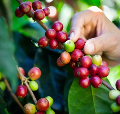 Pluma Hidalgo Coffee Seeds (Coffea arabica var. Pluma Hidalgo) – Heirloom Mexican Specialty Coffee Bean Seeds for Planting (100 Pcs)
