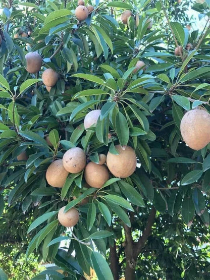 Big Jumbo Sapodilla Seeds (Manilkara zapota) – 35 Premium Giant Vietnamese Chico Seeds