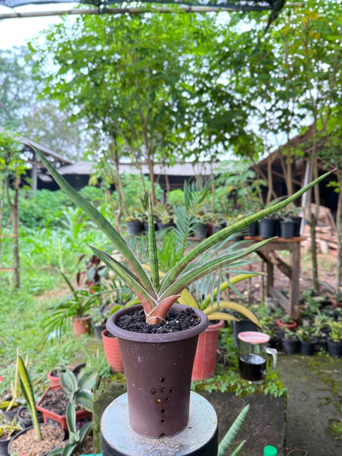 Extremely Rare Sansevieria Rodesiana Pink - Premium Exotic Tropical Succulent Snake Plant