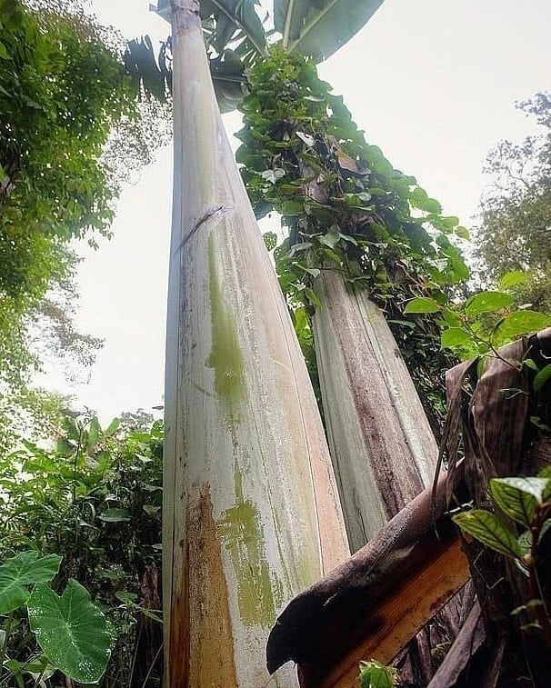 Giant Banana Seeds (Musa ingens / 250+ World's Largest Herbaceous Plant Tree Seeds) – Premium Exotic Botanical Specimen Plant Seeds for Planting