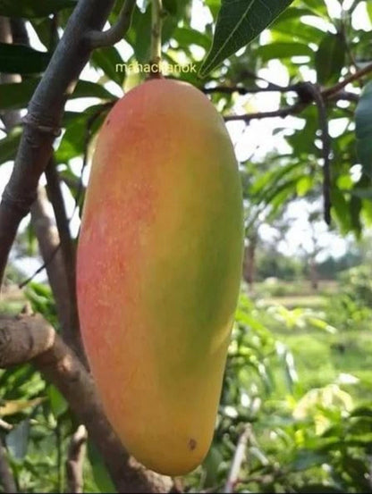 Premium 'Mahachanok' Mango Grafted Seedling – Elite Thai Tropical Orchard Stock (Phytosanitary Certified)