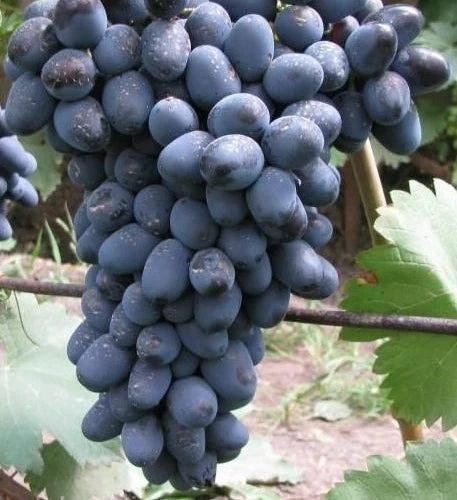 GosV Grape Seeds (Vitis vinifera / 100+ Premium Specialty Table Grape Seeds) – Premium Exotic Botanical Specimen Plant Seeds for Planting