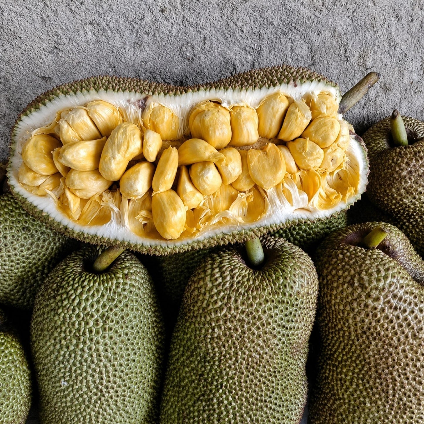Cempedak (Artocarpus integer) - Premium Grafted Exotic Fruit Tree