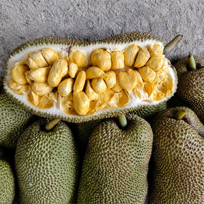 Cempedak (Artocarpus integer) - Premium Grafted Exotic Fruit Tree