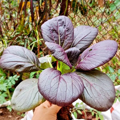 Bulk Red Pak Choy Seeds (Brassica rapa subsp. chinensis) – 2,000+ Premium Fresh Rare Exotic Purple-Red Ruby Bok Choy Seeds for Planting