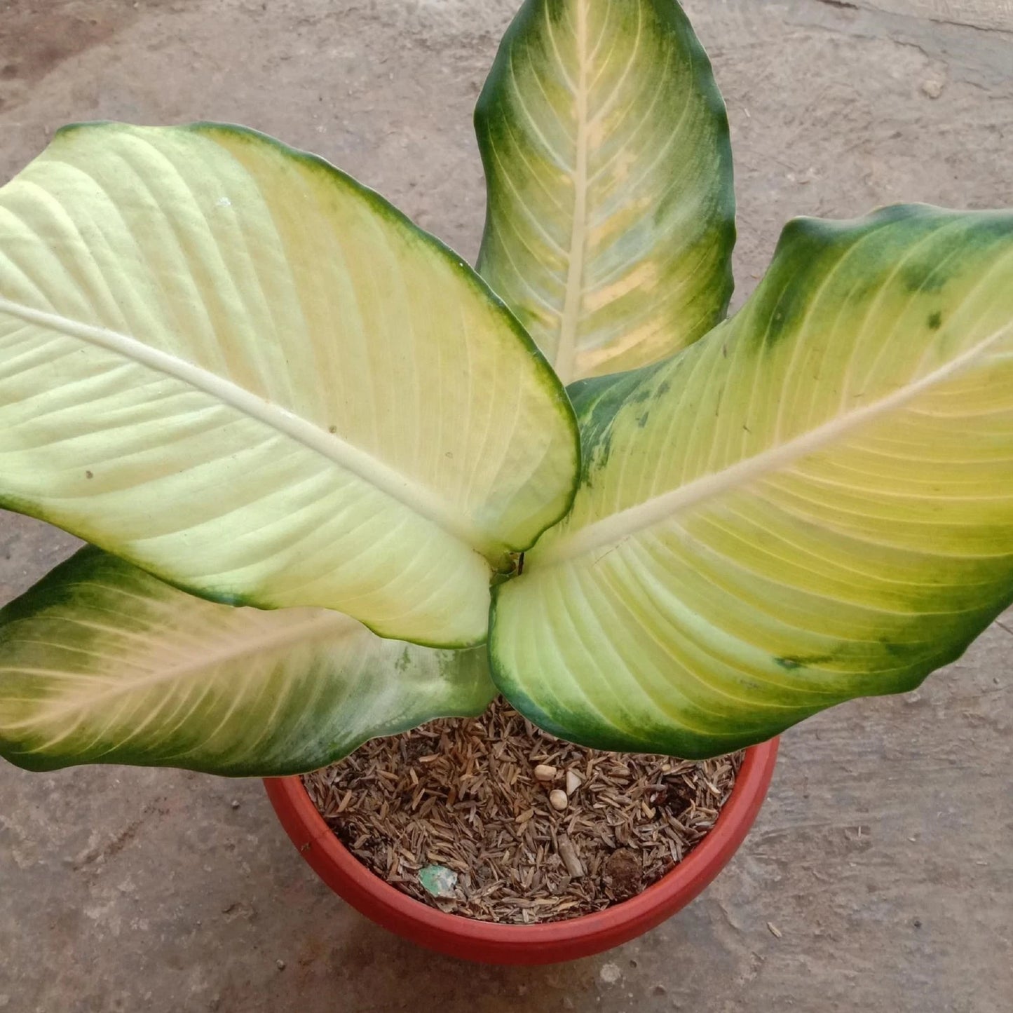Dieffenbachia 'King' - Rare Tissue-Culture Exotic Houseplant