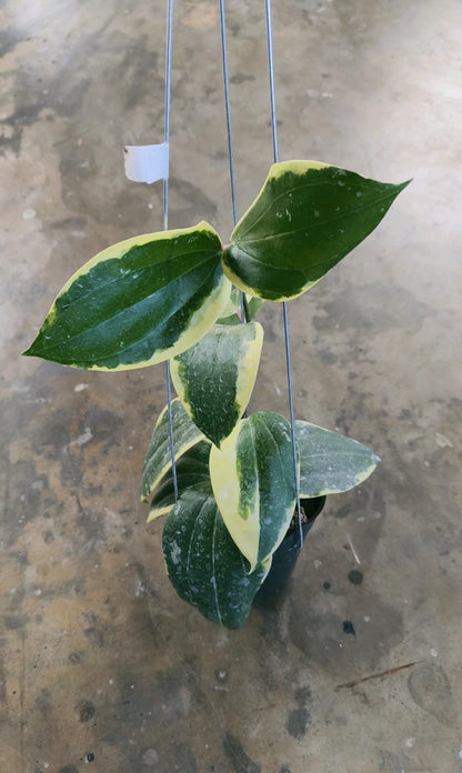 Hoya Latifolia Round Leaf Albomarginata (Wax Plant) – Rare Epiphytic Tropical Vine with Rounded Variegated Foliage for Indoor & Outdoor Display