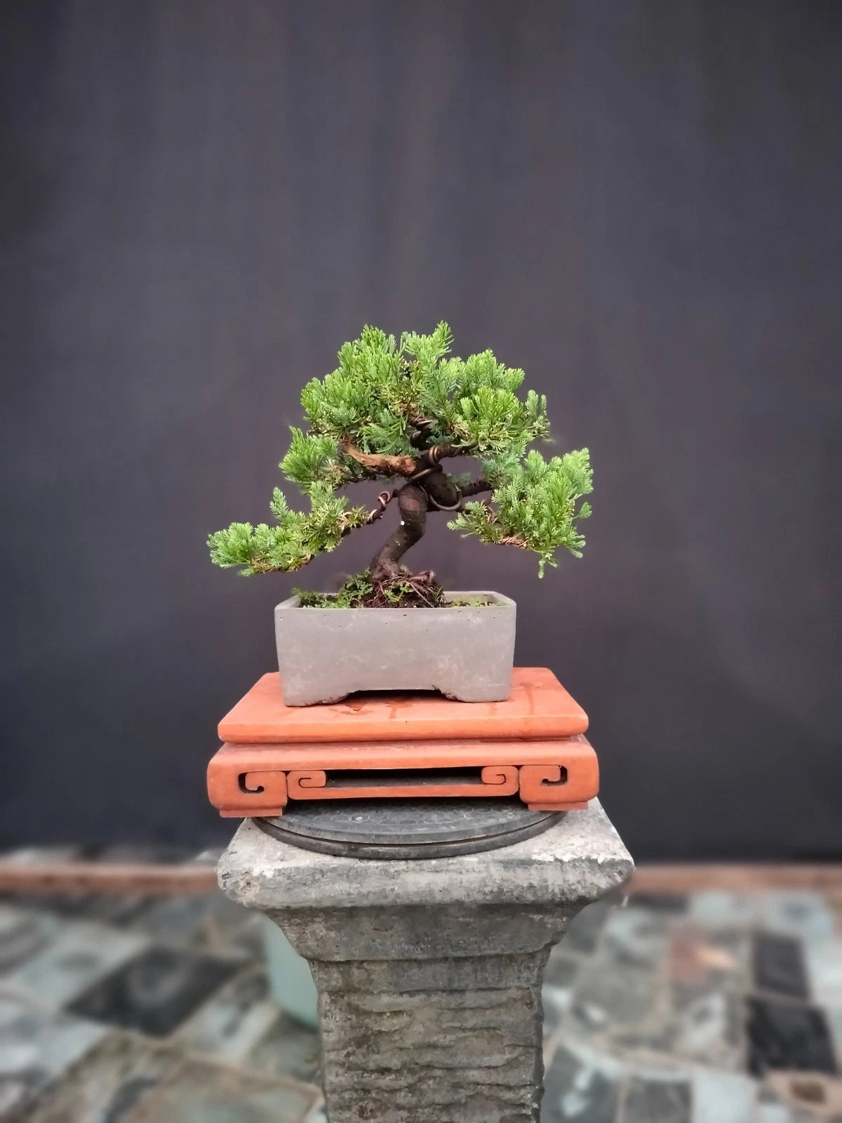 Juniperus Rigida Bonsai - Twisted Style Small Size Tropical Specimen