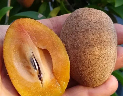 Premium Makok Dwarf Sapodilla Seeds (Manilkara zapota var. Makok Dwarf) – Exotic Sweet Chico Zapote Fruit Seeds for Planting (35 Pcs)
