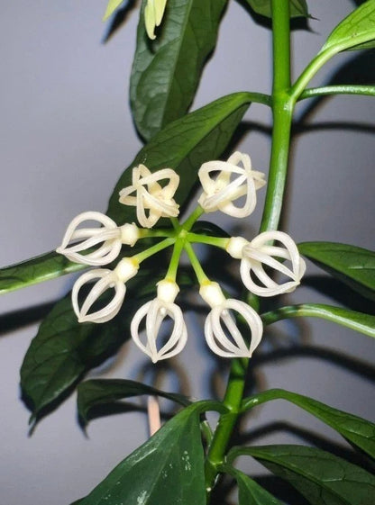 Rare Hoya Decipulae Live Plant - Premium Tropical Blooming Small Size Houseplant
