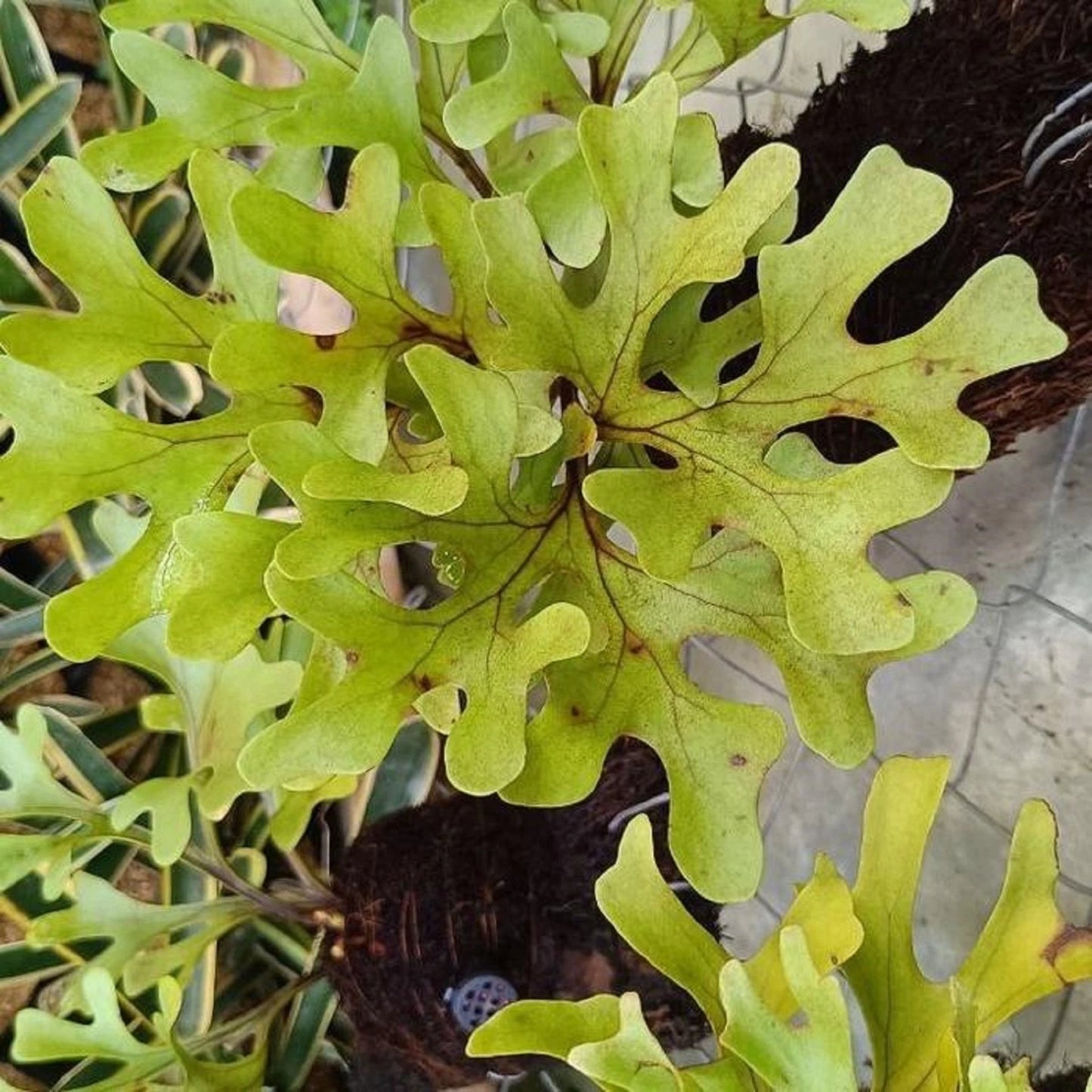 Platycerium ridleyi - Rare Tropical Staghorn Fern Epiphyte