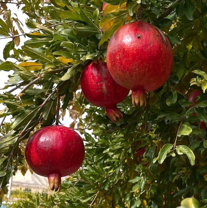 Red Silk Pomegranate Seeds (Punica granatum) – 100 Premium Sweet Grenadine Seeds