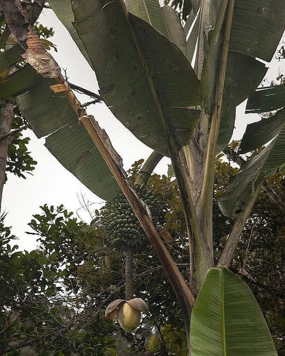 Giant Banana Seeds (Musa ingens / 20+ World's Largest Herbaceous Plant Tree Seeds) – Premium Exotic Botanical Specimen Plant Seeds for Planting