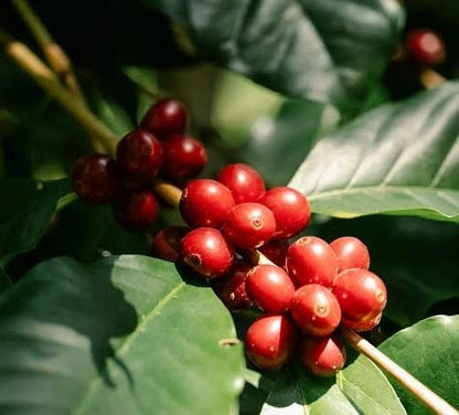 SL10 Coffee Seeds (Coffea arabica var. SL10) – Rare Kenyan Heirloom Specialty Coffee Beans for Planting and Cultivation