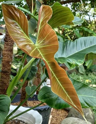 Rare Philodendron Lupinum Mature Size - Premium Large Exotic Tropical Climbing Aroid