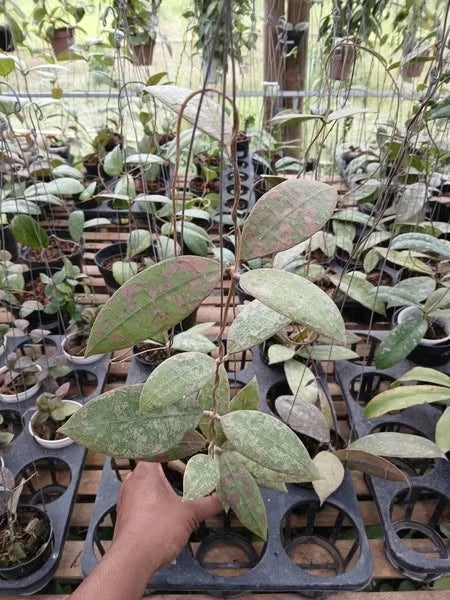 Hoya Aff. Lambii 'Silver Splash' (Sp. Puruk Cahu) – Rare Tropical Indoor Outdoor Wax Plant Certified Live Specimen for Planting