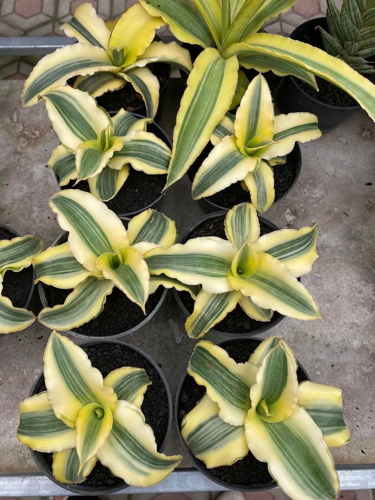 Sansevieria 'Katana' Variegated - Beautiful Tropical Snake Plant