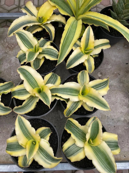 Sansevieria 'Katana' Variegated - Beautiful Tropical Snake Plant