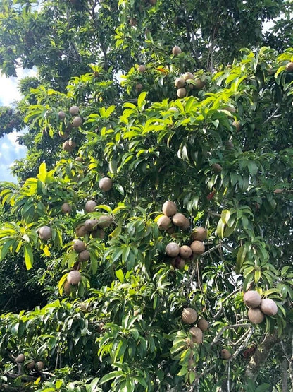 Molix Sapodilla Seeds (Manilkara zapota 'Molix') – 35 pcs Premium Fresh Rare Sweet Molix Chico Zapote Seeds