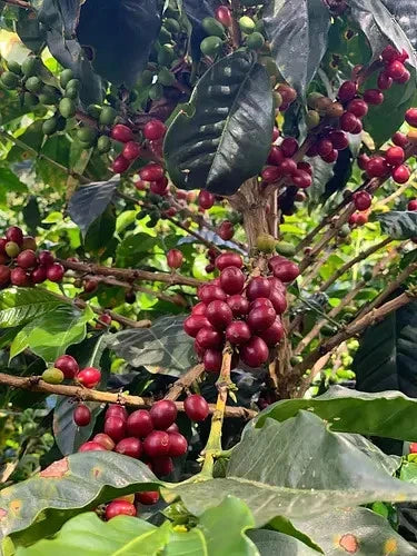 SL9 Coffee Seeds 120 pcs (Coffea sp.) – Premium Certified High-Yield Arabica Coffee Bean Plant Seeds for Planting