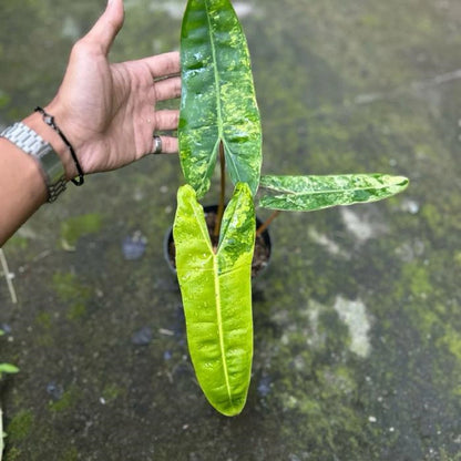 Philodendron billietiae 'Variegated' - Rare Collector's Aroid