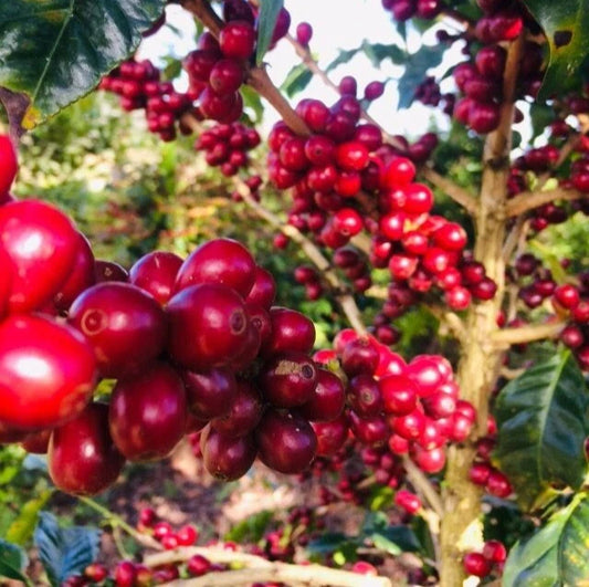 Castillo Coffee Seeds (Coffea sp. / 120+ Premium Rust-Resistant Specialty Coffee Bean Seeds) – Premium Botanical Specimen Plant Seeds for Planting