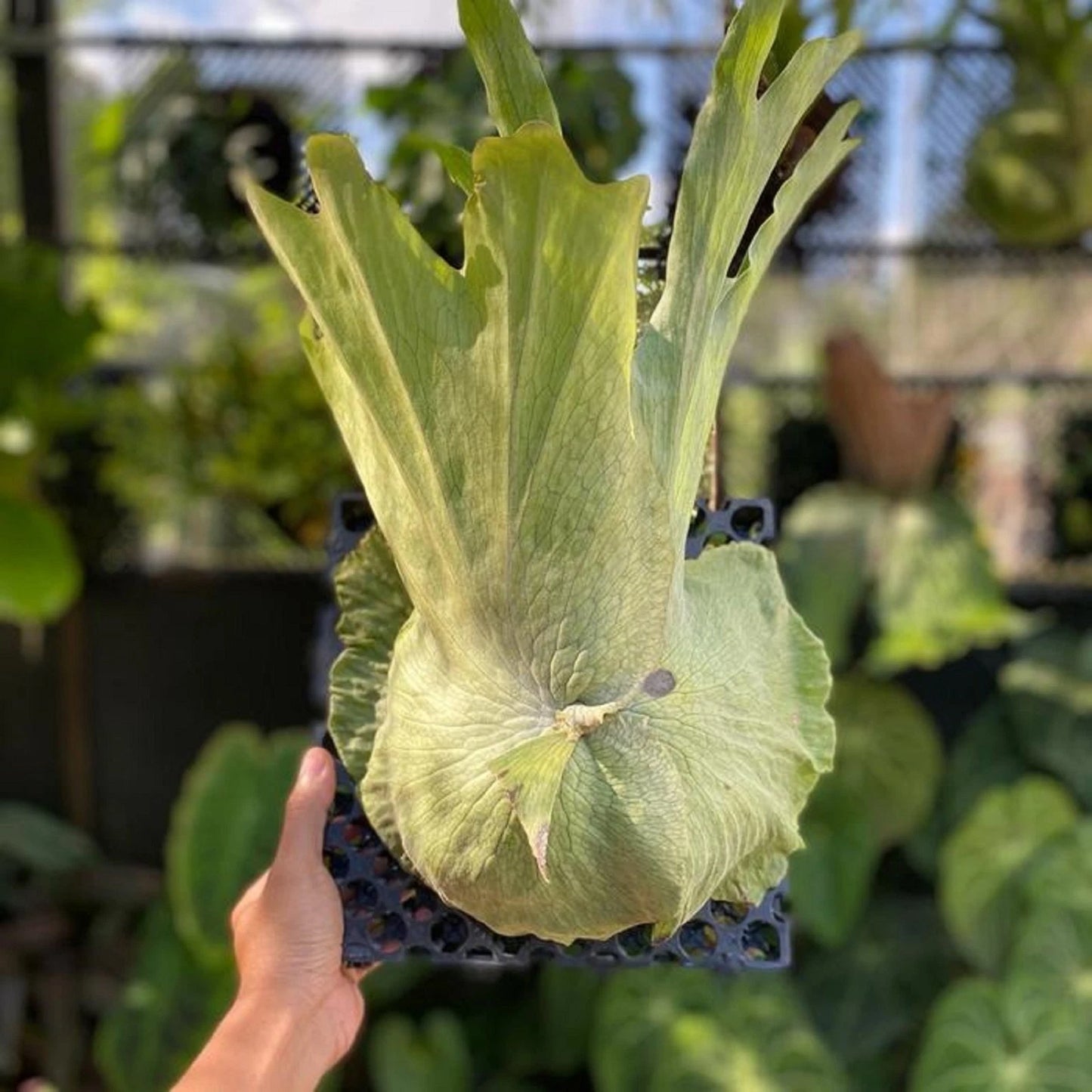 Platycerium wandae - Majestic & Rare Giant Staghorn Fern