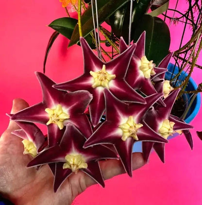 Hoya Stenakei Dark Sp. Papua Rare Tropical Indoor Outdoor Wax Plant Seeds / Cutting – Premium Certified Exotic Epiphytic Vine for Planting