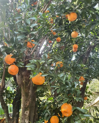 Ponkan Orange Seeds (100+ Seeds, Citrus reticulata) – Bulk Sweet Mandarin / Tangerine Citrus Fruit Seeds for Planting